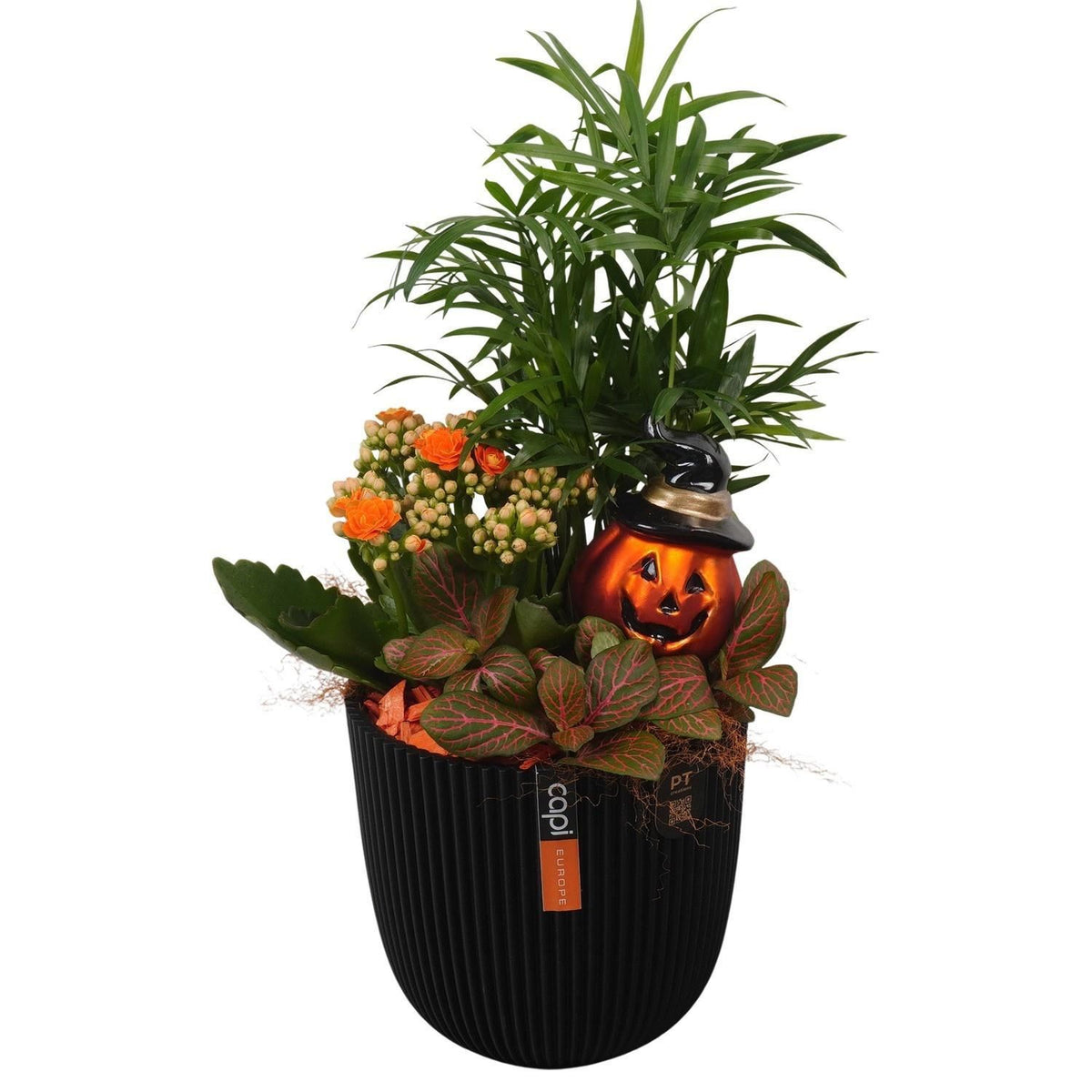 Composición 21 Plantas de interior halloween cubre negro