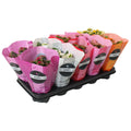 KALANCHOE PERFECTA MIXTO GOODIE