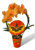 Phalaenopsis mixto arco halloween 16 fl. 2 ramas por planta