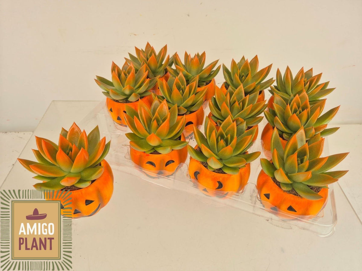 Echeveria Miranda 1 pp halloween