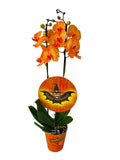 Phalaenopsis mixto Halloween 2 varas 18 fl. 2 ramas por planta