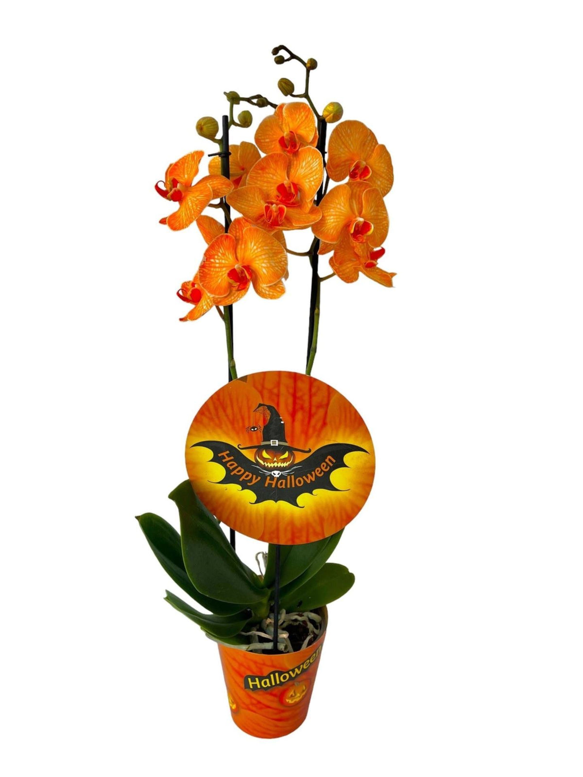 Phalaenopsis mixto Halloween 2 varas 18 fl. 2 ramas por planta