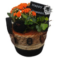 Composición 10 Plantas de interior halloween cesto negro