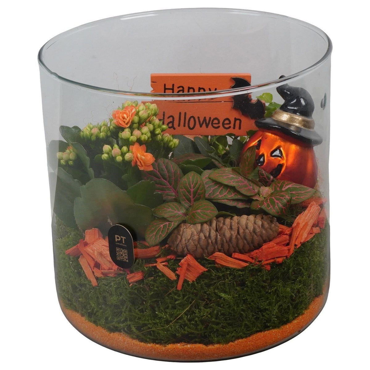 Composición 19  Plantas de interior halloween cilindro cristal