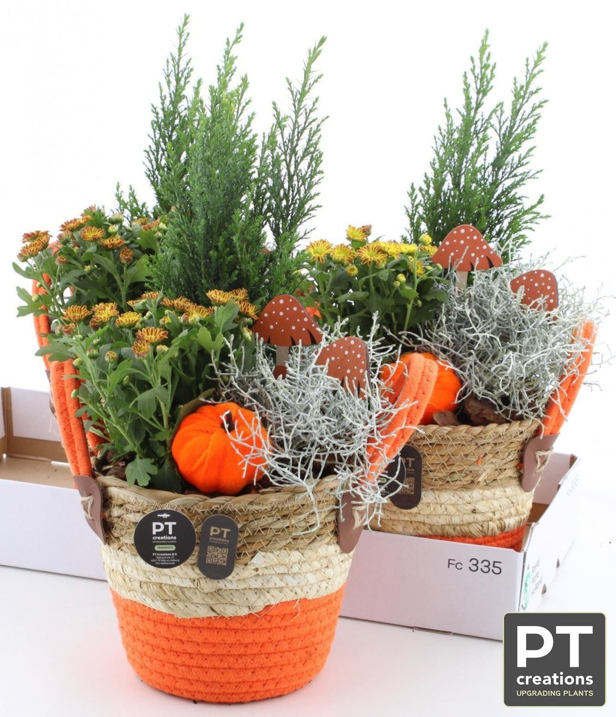 Composición 20 Plantas de exterior halloween cesta naranja