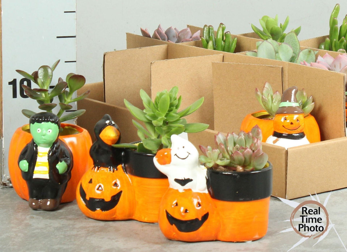 Composición 1 succulenten halloween ceramica + planta