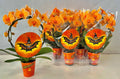 Phalaenopsis mixto 9 cm arco halloween 18 fl. 2 ramas por planta