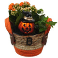 Composición 14 Plantas de interior halloween cesto naranja