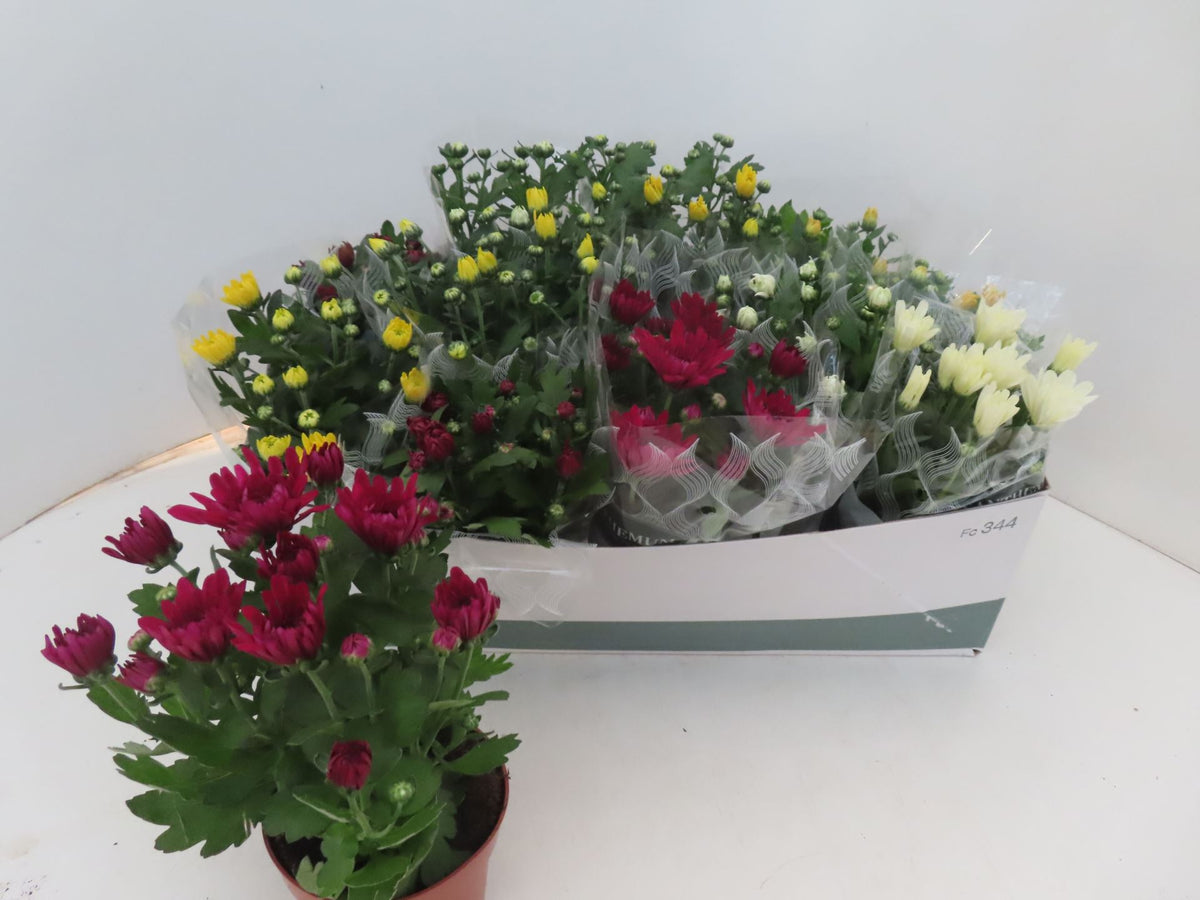 Chrysanthemum ind. mixto x12