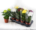 Chrysanthemum supernova mixto