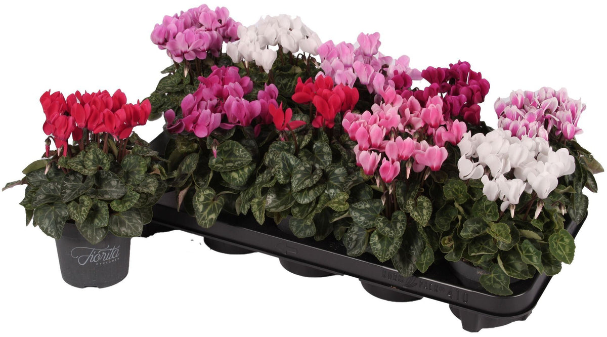 Cyclamen buena Serie Verano Cycl. Fiorita Verano mini 10,5cm 17 cm diámetro 6 fl.
