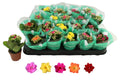 KALANCHOE BLOSSFELDIANA ROSALINA MIXTO 5 KL