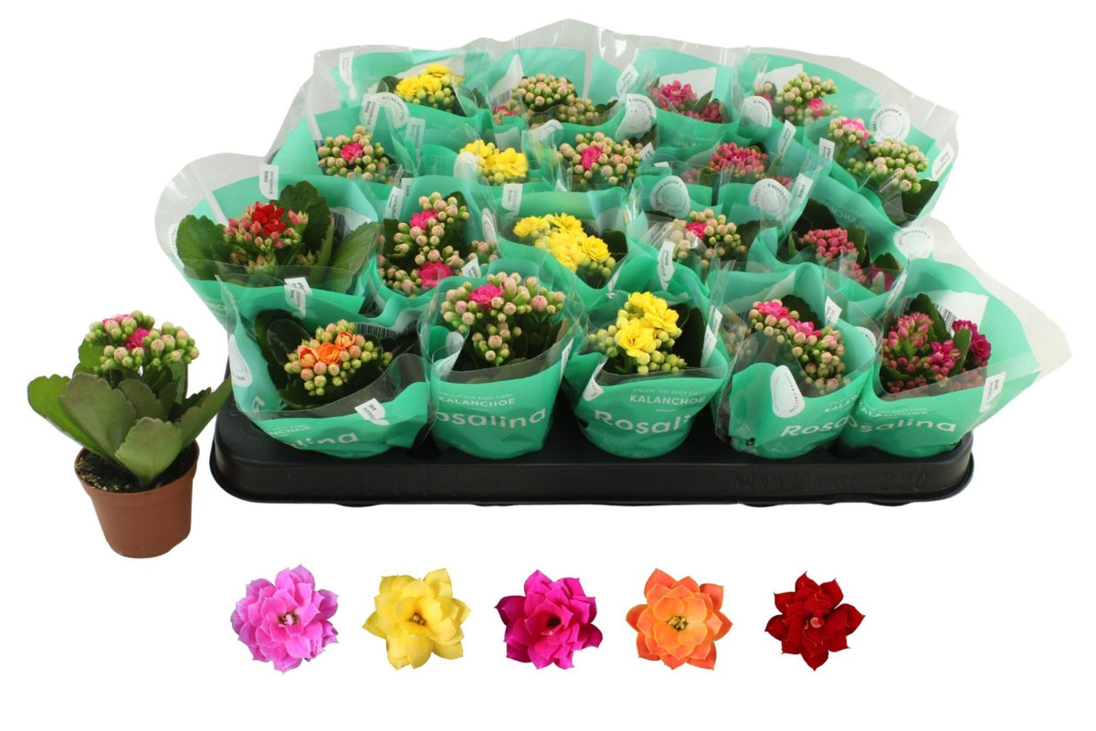 KALANCHOE BLOSSFELDIANA ROSALINA MIXTO 5 KL