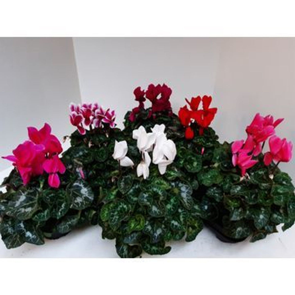 Cyclamen buena Serie Xl Cyclaam 13cm mixto xl grande bloemig 32 cm diámetro 5 fl.