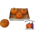 Cucurbita Cucurbita maxima Halloween 3 X CAJA