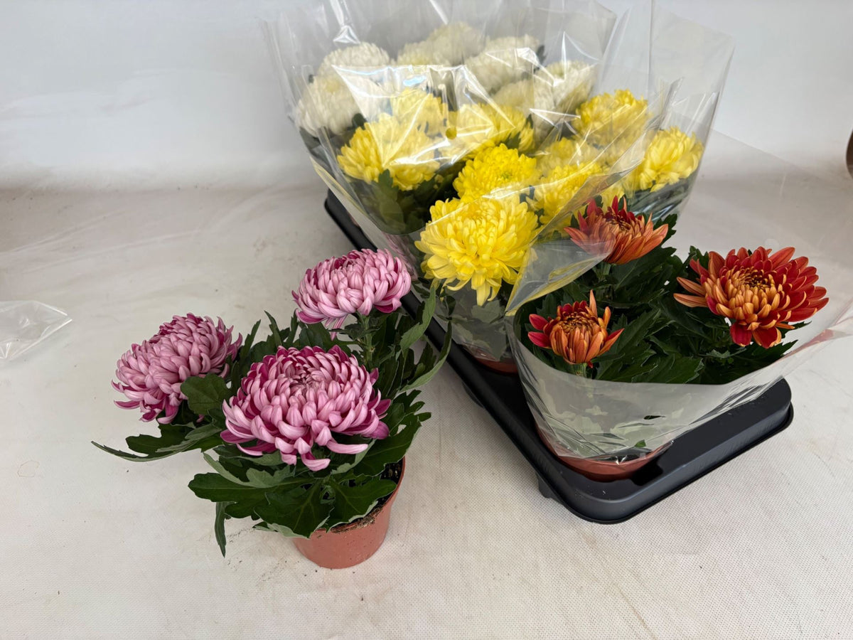Chrysanthemum Cosmo Compact mixto 3 pp