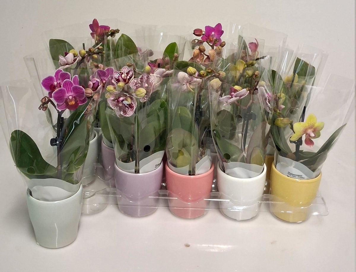Phalaenopsis mini 1 varas + ceramic