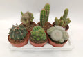 CACTUS MIX M-17