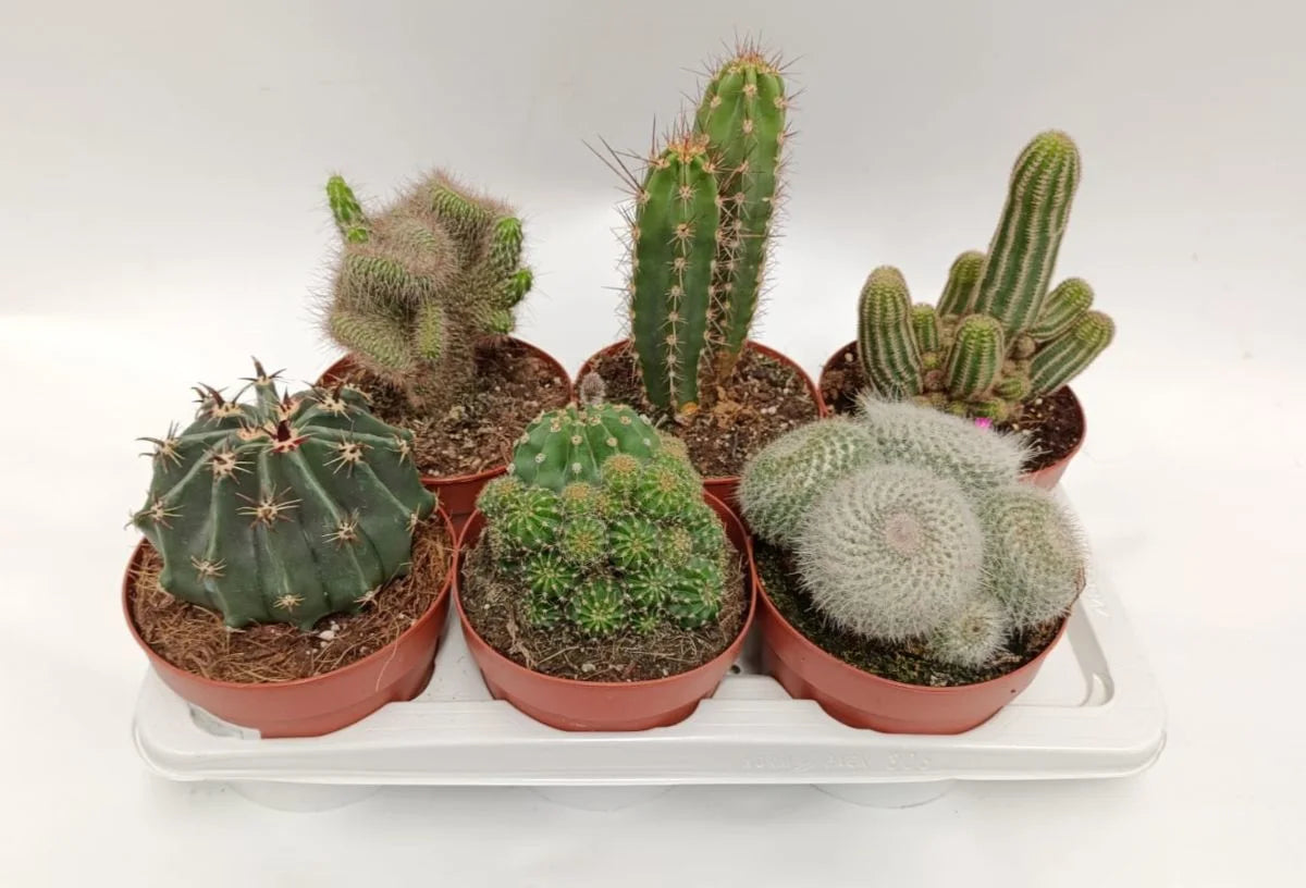 CACTUS MIX M-17