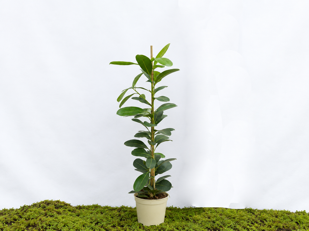FICUS MICROCARPA SMILE M-17