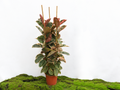 FICUS ELÁSTICA BELIZE M-25