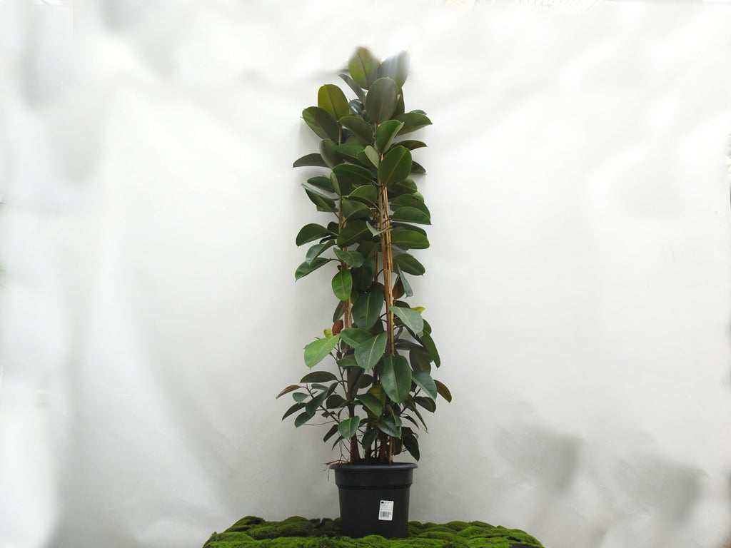 FICUS ELÁSTICA ROBUSTA 3PP M-35