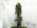 FICUS ELÁSTICA ROBUSTA 3PP M-35