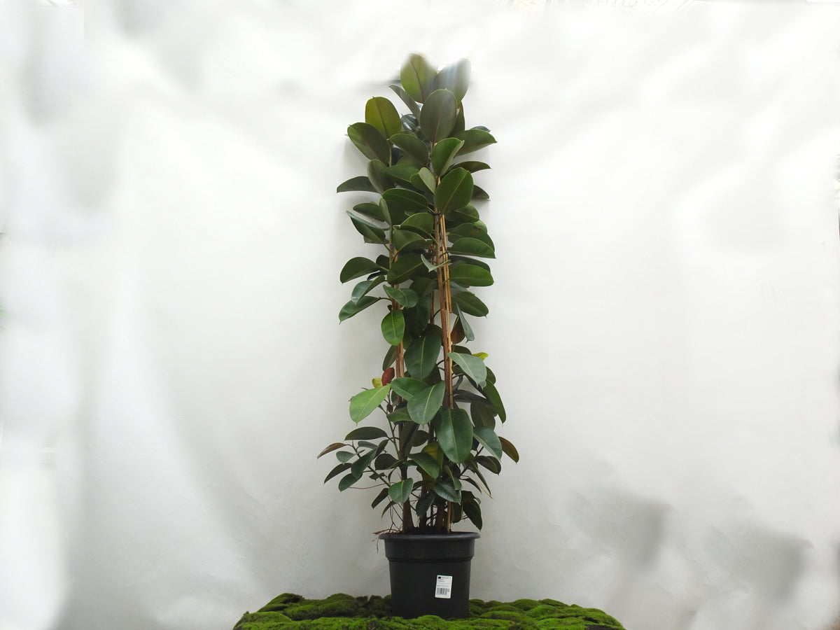 FICUS ELÁSTICA ROBUSTA 3PP M-35