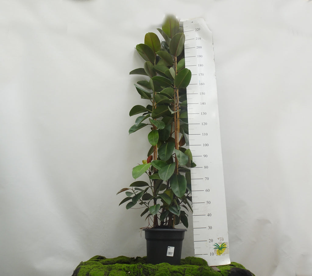 FICUS ELÁSTICA ROBUSTA 3PP M-35