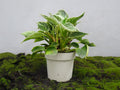 PHILODENDRON BIRKIN M-14