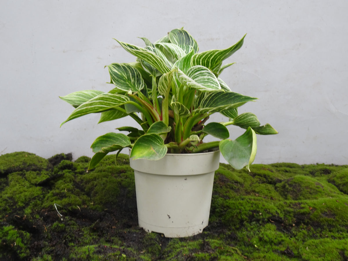 PHILODENDRON BIRKIN M-14
