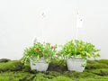 DELOSPERMA M-14