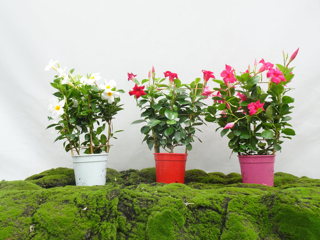 DIPLADENIA ESPALDERA M-14
