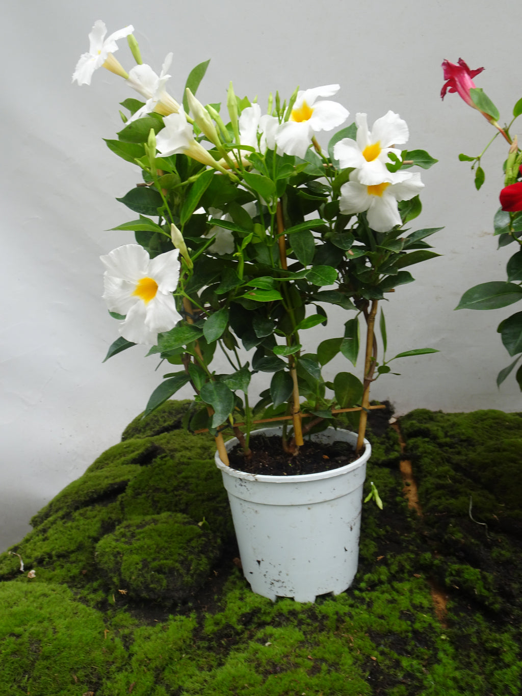 DIPLADENIA ESPALDERA M-14
