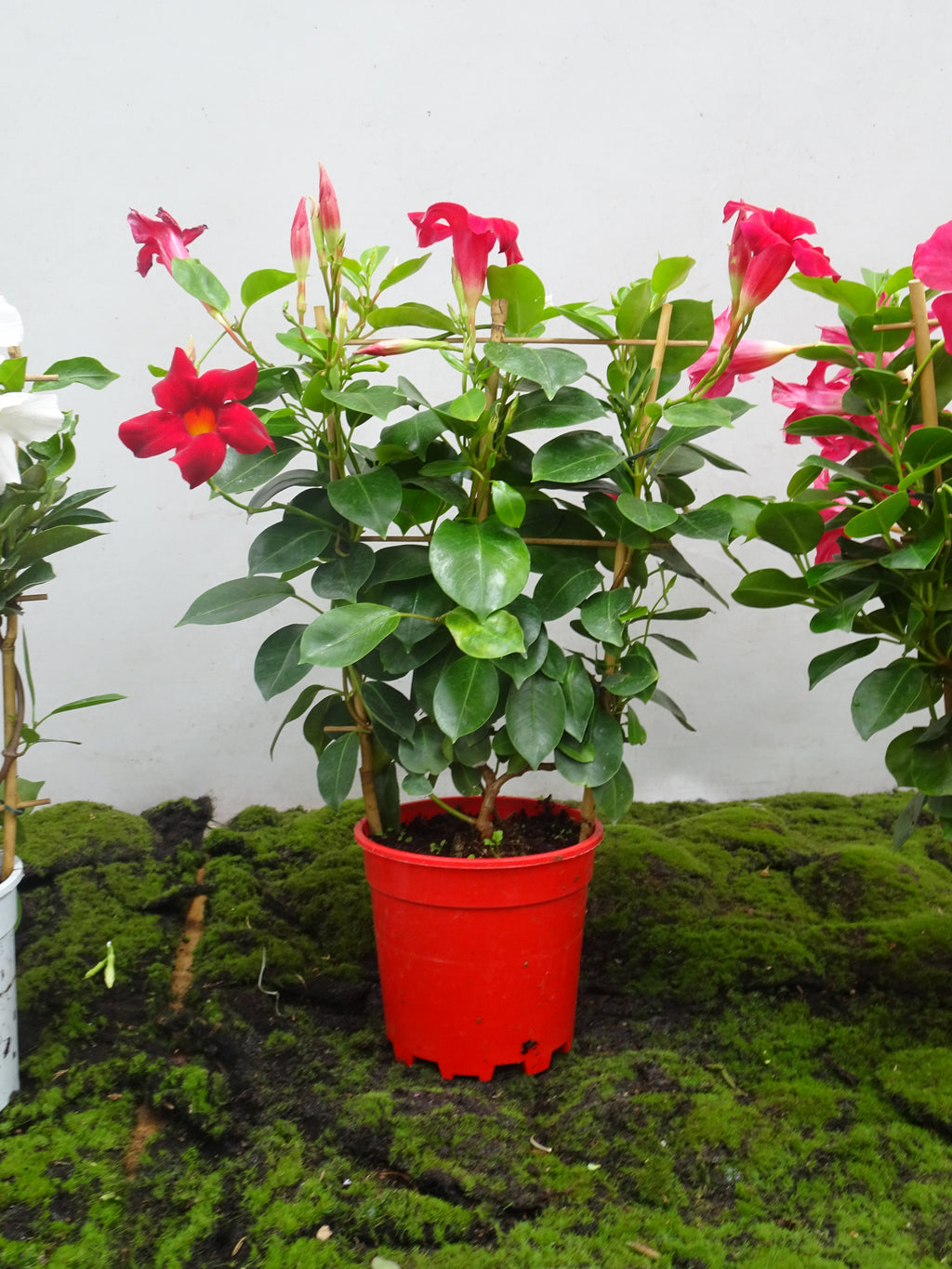 DIPLADENIA ESPALDERA M-14