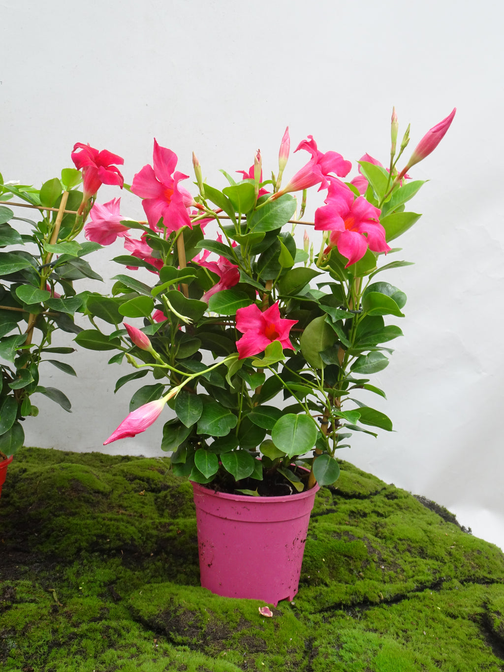 DIPLADENIA ESPALDERA M-14