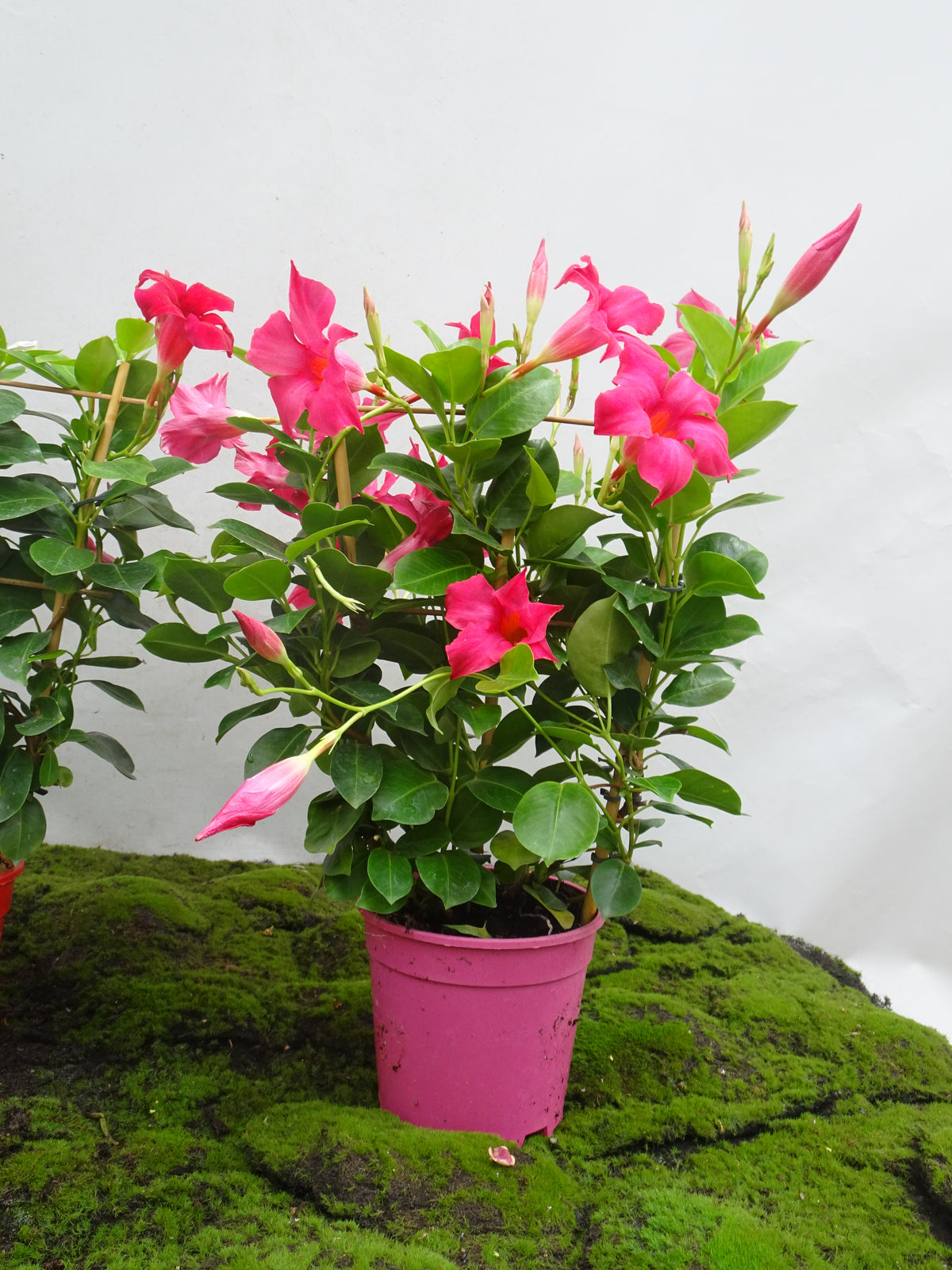 DIPLADENIA ESPALDERA M-14