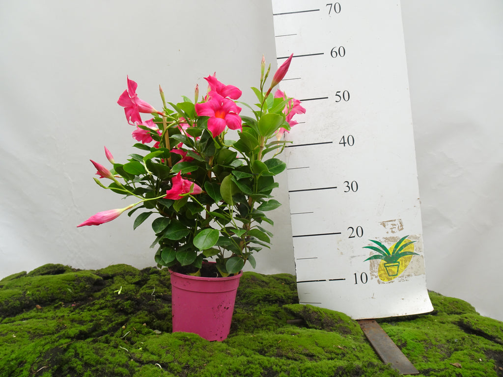 DIPLADENIA ESPALDERA M-14