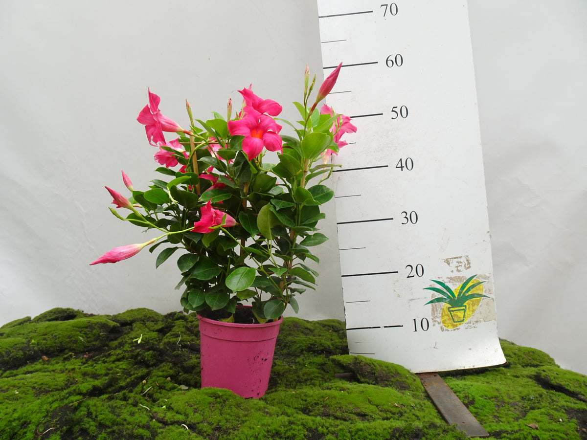 DIPLADENIA ESPALDERA M-14