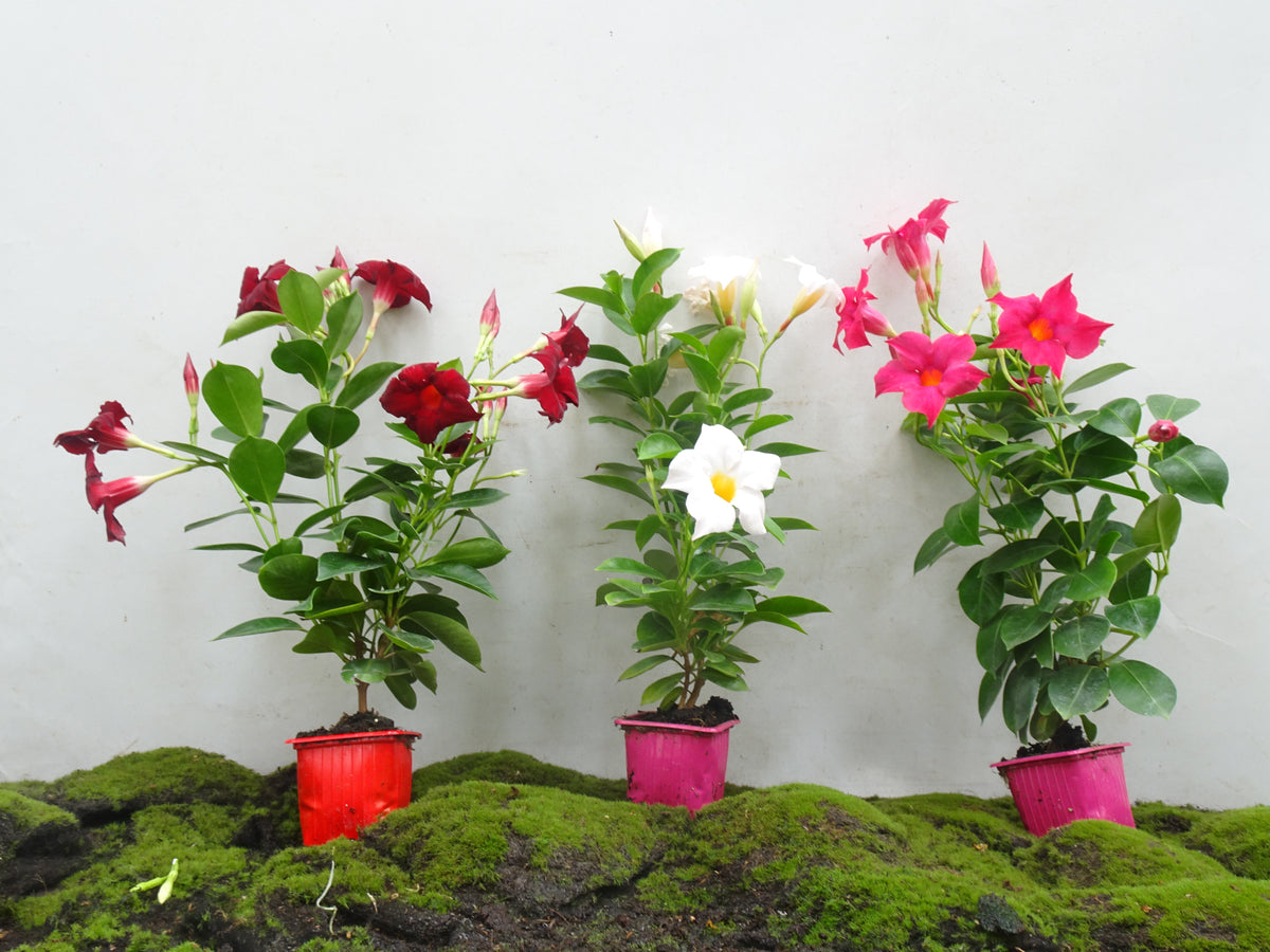 DIPLADENIA FUNDA M-7
