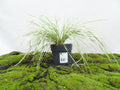 CALAMAGROSTIS ACUTIFLORA OVERDAM M-17
