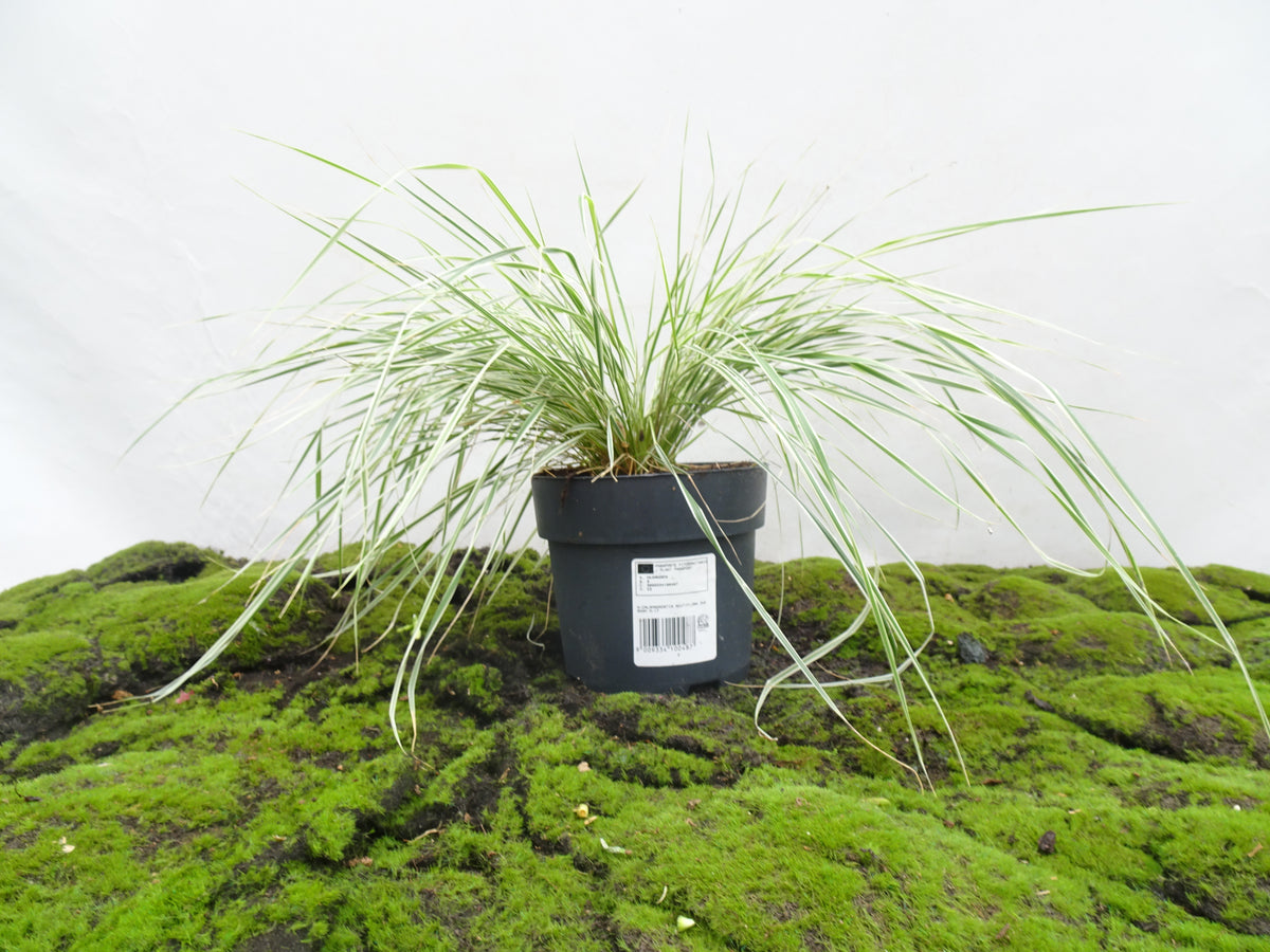 CALAMAGROSTIS ACUTIFLORA OVERDAM M-17