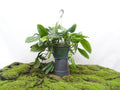 EPIPREMNUM PINNATUM MARBLE PLANET SUSPENSION M-20