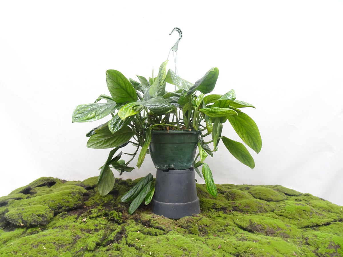 EPIPREMNUM PINNATUM MARBLE PLANET SUSPENSION M-20