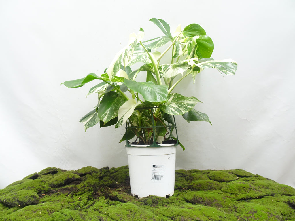 PHILODENDRON MONSTERA DELICIOSA VARIEGATA M-20