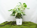 PHILODENDRON MONSTERA DELICIOSA VARIEGATA M-20