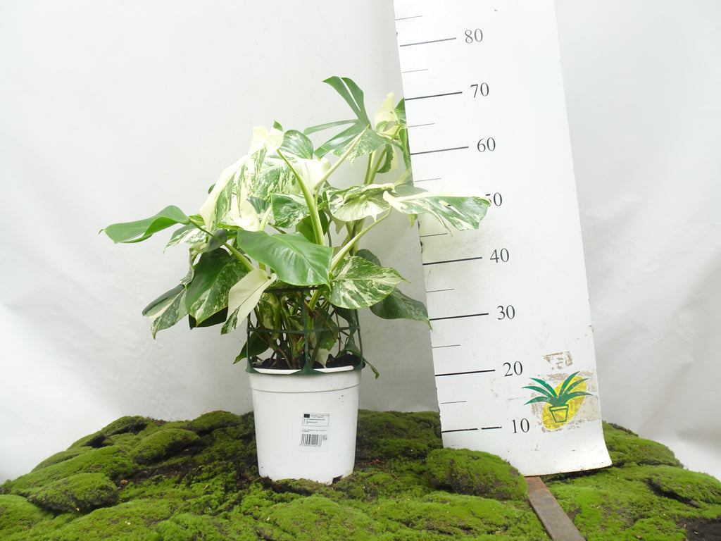 PHILODENDRON MONSTERA DELICIOSA VARIEGATA M-20