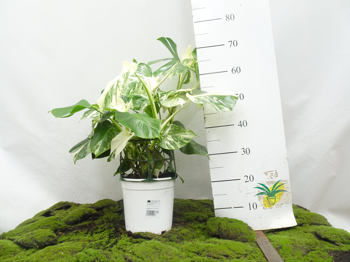 PHILODENDRON MONSTERA DELICIOSA VARIEGATA M-20