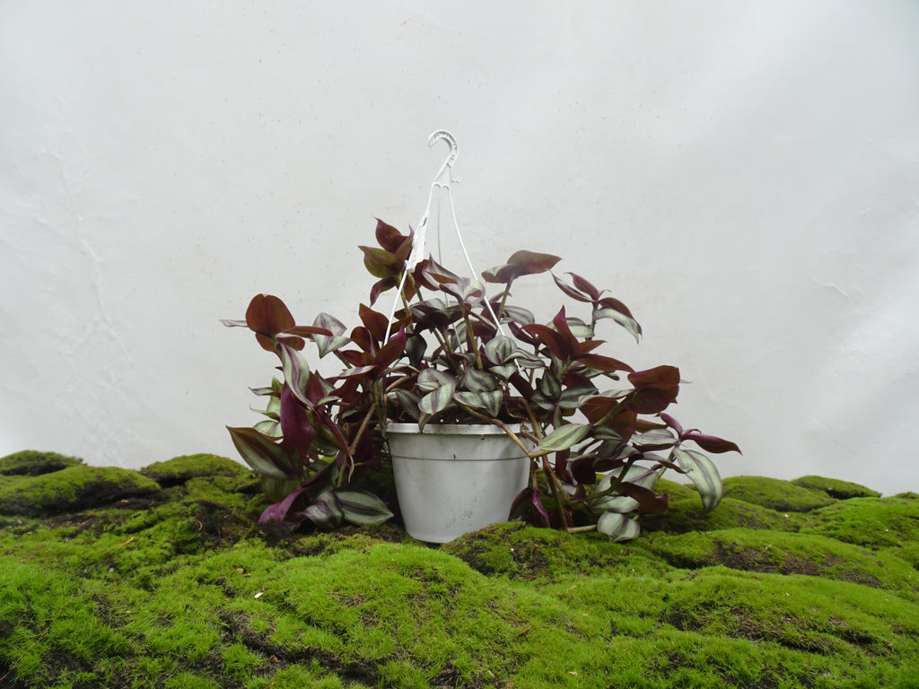 TRADESCANTIA ZEBRINA M-15