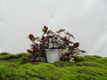 TRADESCANTIA ZEBRINA M-15